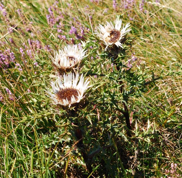 Carlina acaulis subsp caulescens